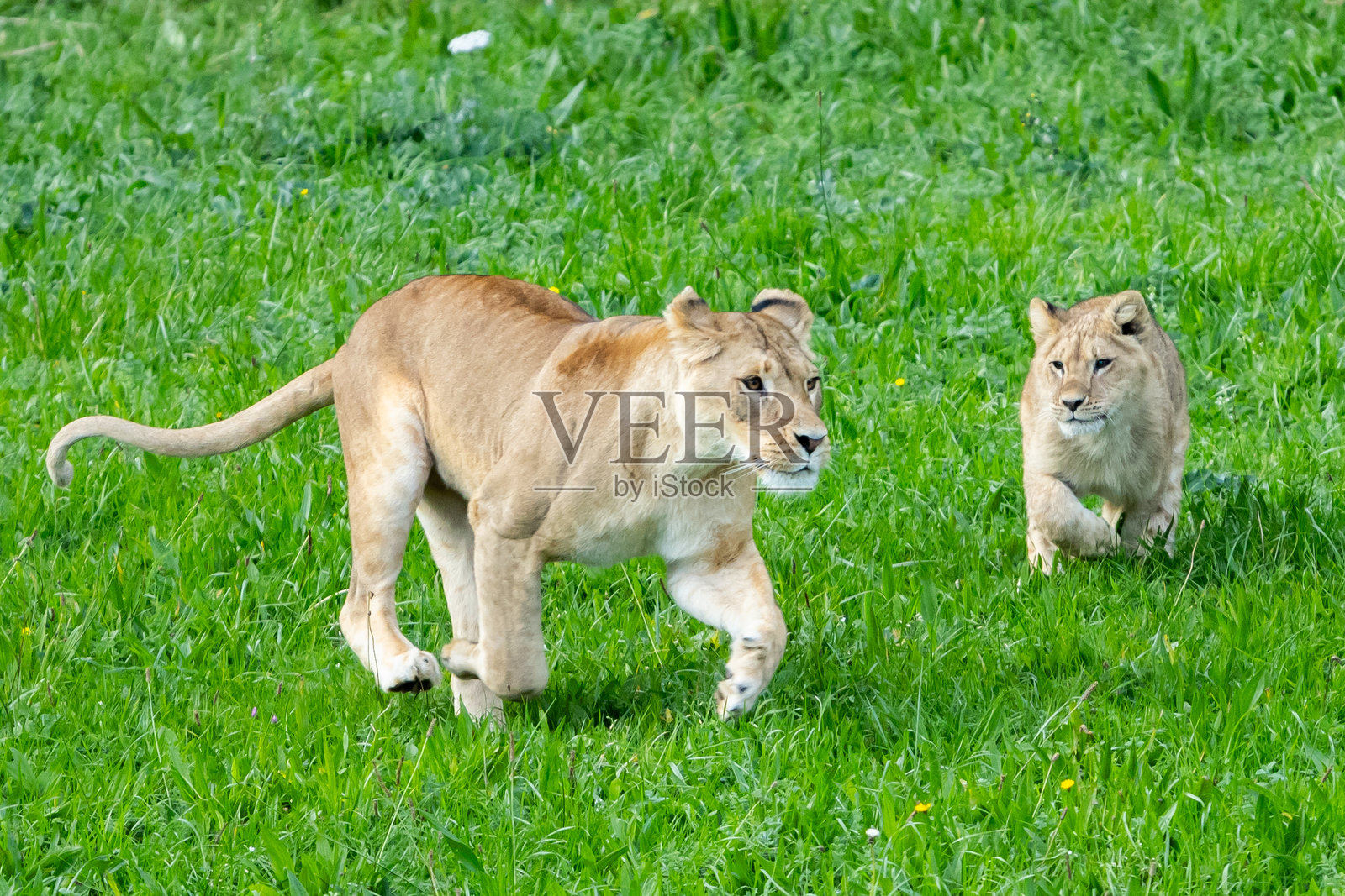 成年狮子在草地上与幼崽玩耍。丛林之王。自由的狮子。野生动物。大型捕食者。照片摄影图片