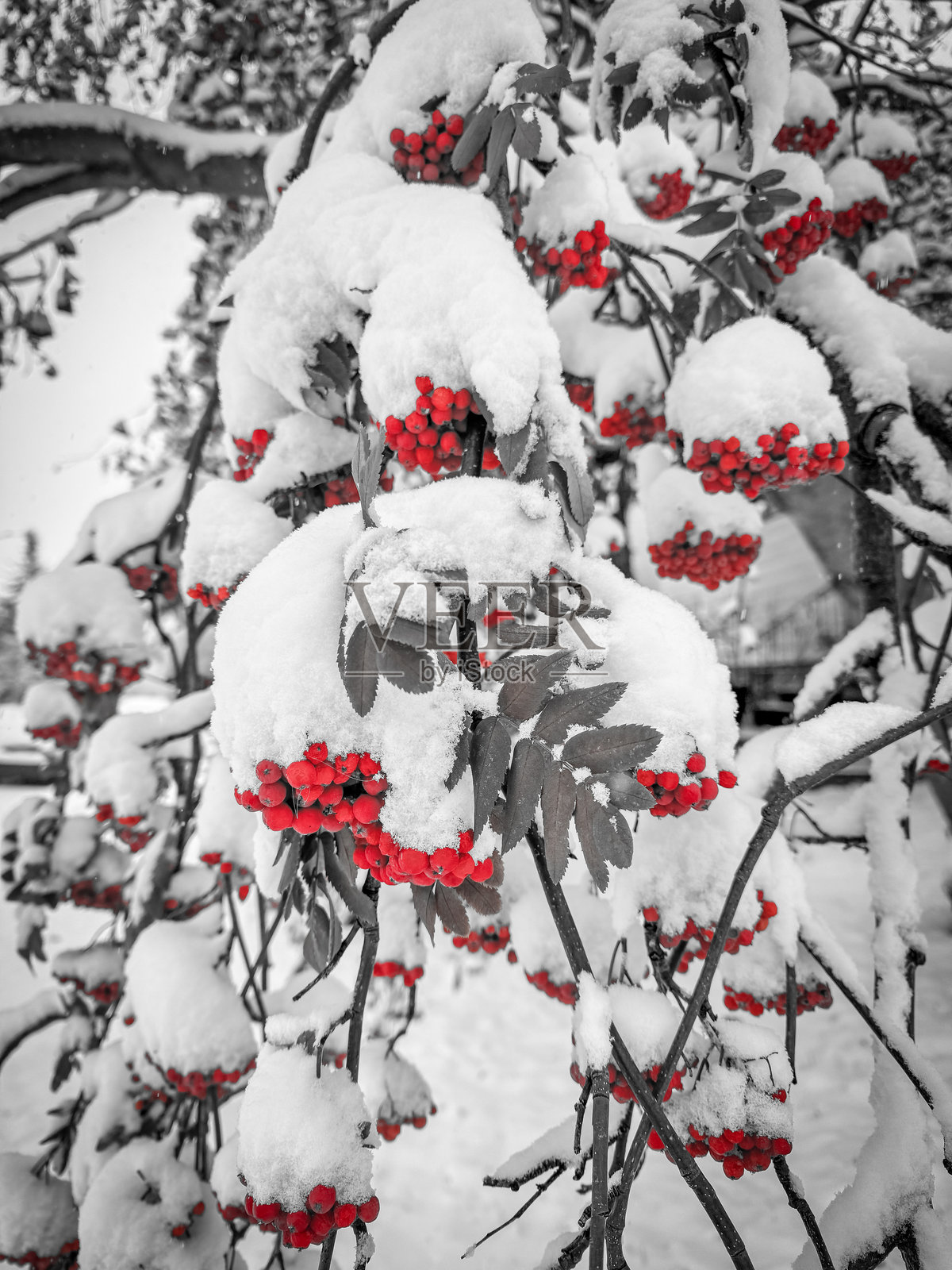 阿尔伯塔省卡尔加里的肘河小径上的冬季雪景照片摄影图片