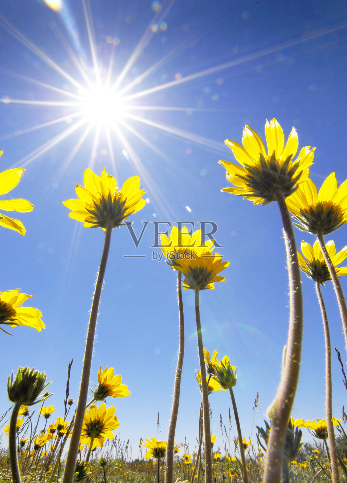 夏季花朵向蓝天伸展，阳光灿烂，光芒四射。照片摄影图片