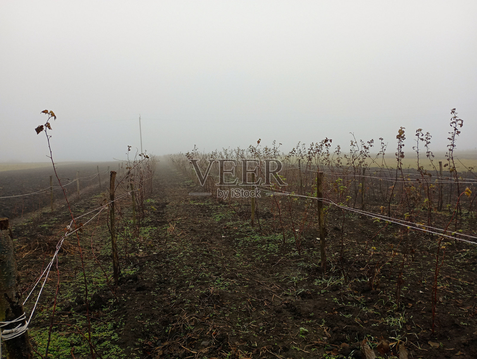 秋天的雾霭早晨，大片蓝莓灌木被绑成行。黑莓种植园的朦胧雾景。照片摄影图片