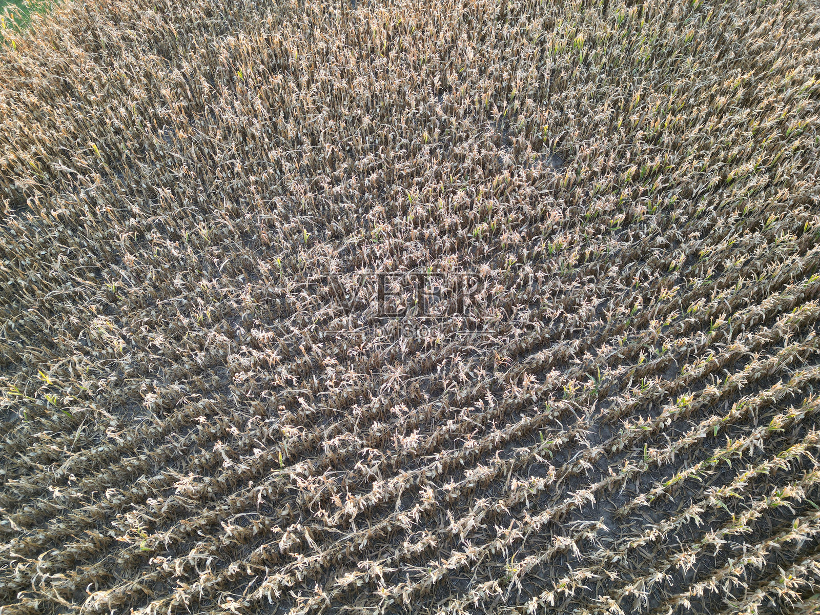 在收获前夕俯瞰一排排种植的玉米田。照片摄影图片