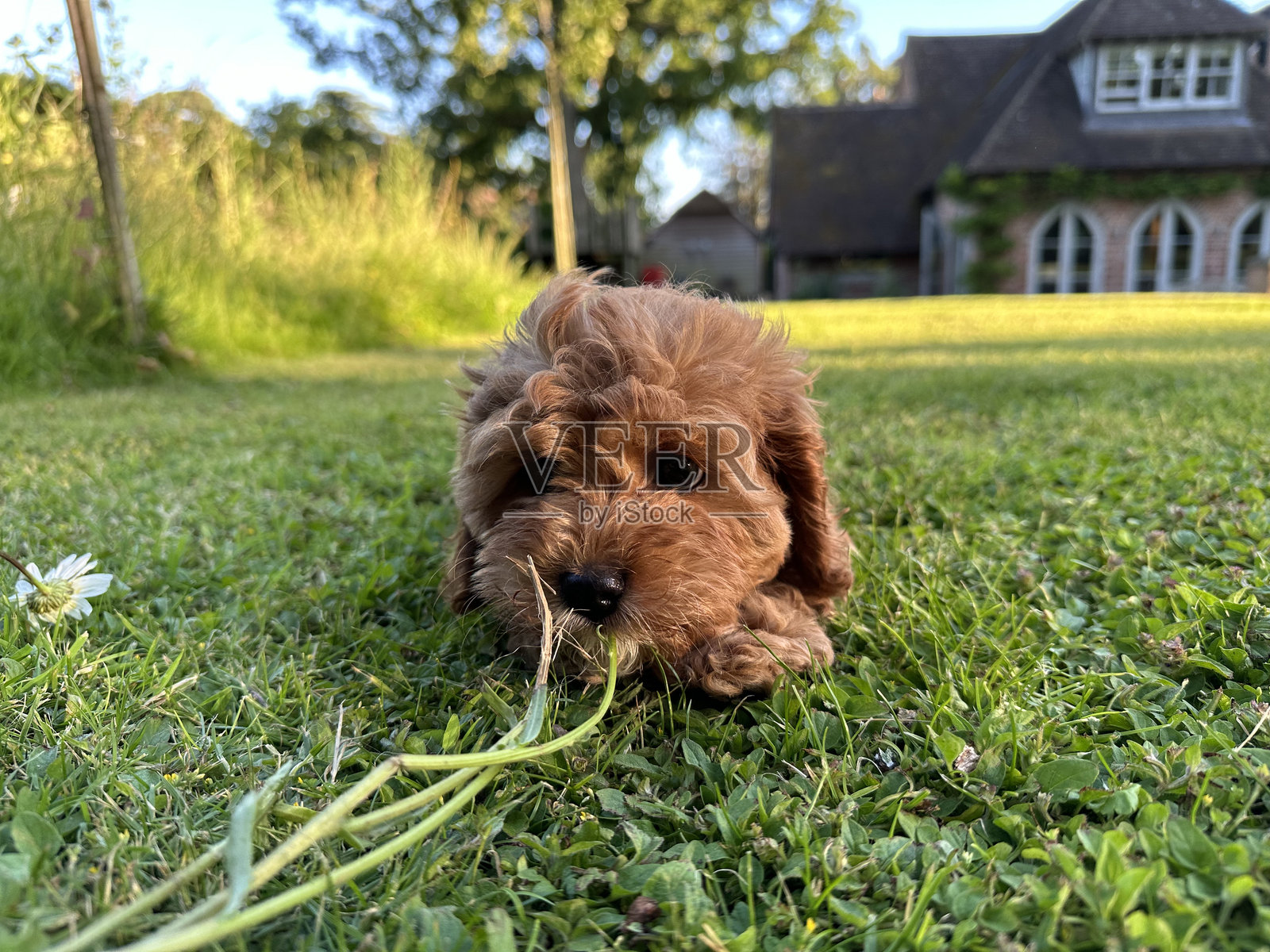 卡瓦普犬小狗在草地上玩耍照片摄影图片