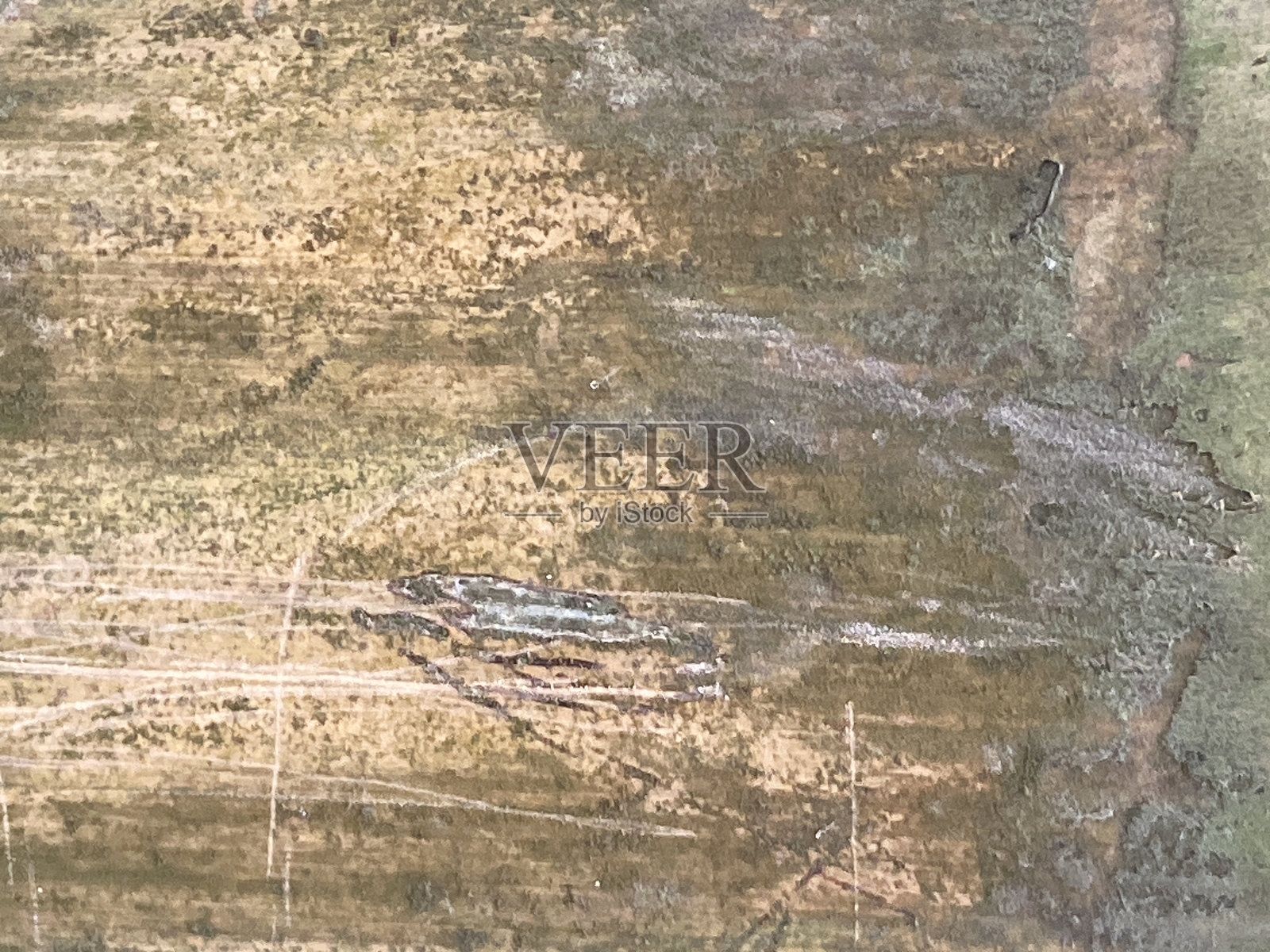 竹干树皮的特写。照片摄影图片