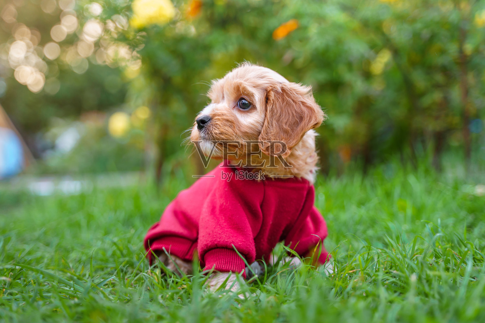 家里的卡瓦普犬或可卡普犬的小狗。毛茸茸的马尔济斯幼犬肖像。照片摄影图片