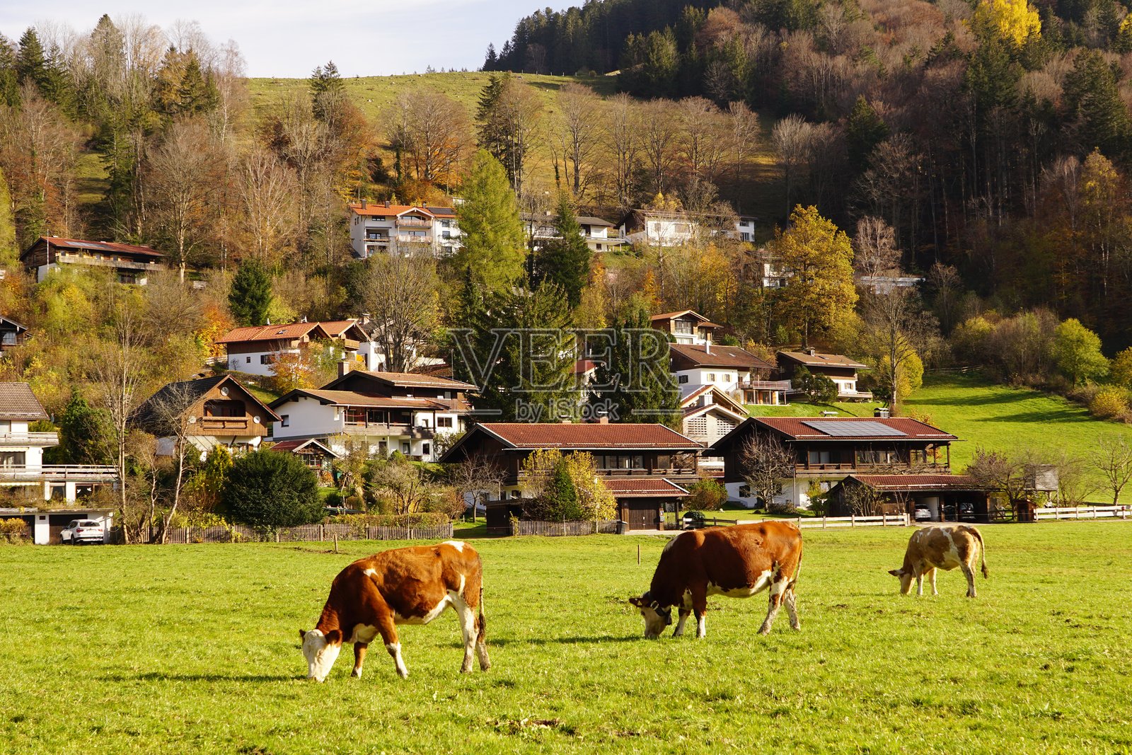 秋天草地上的奶牛。日落时分的奶牛。巴伐利亚村庄。欧洲乡村生活。奶牛在草地上吃草。照片摄影图片