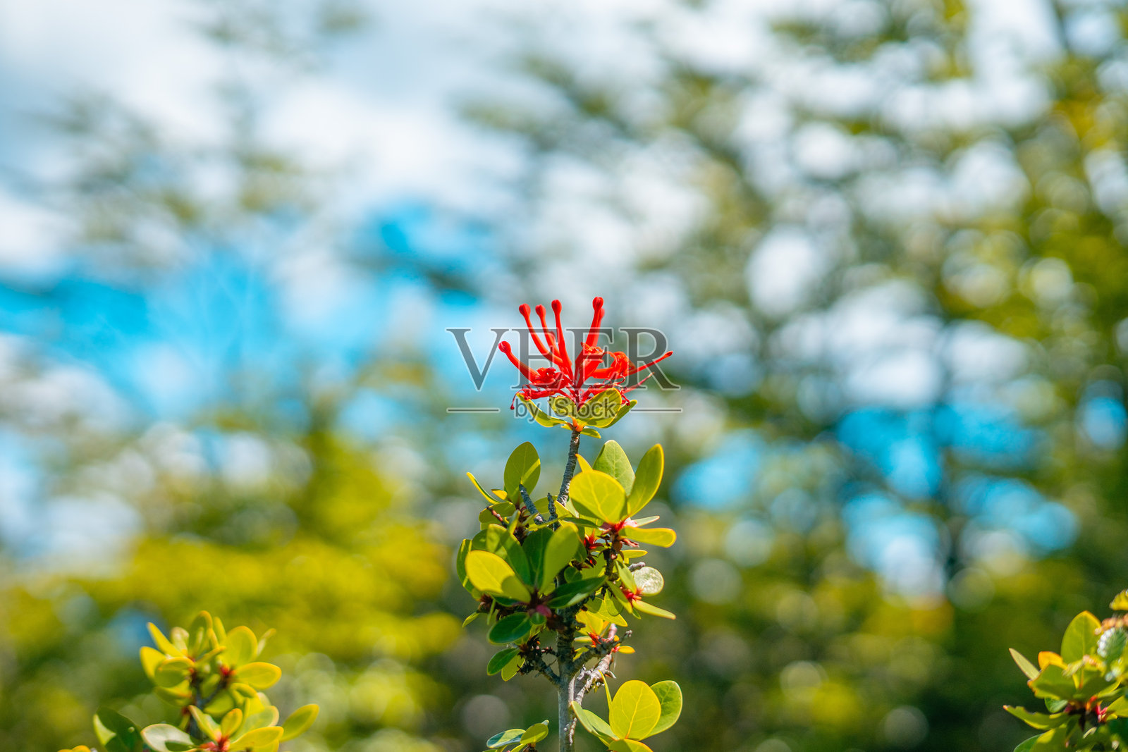 诺特罗红花照片摄影图片