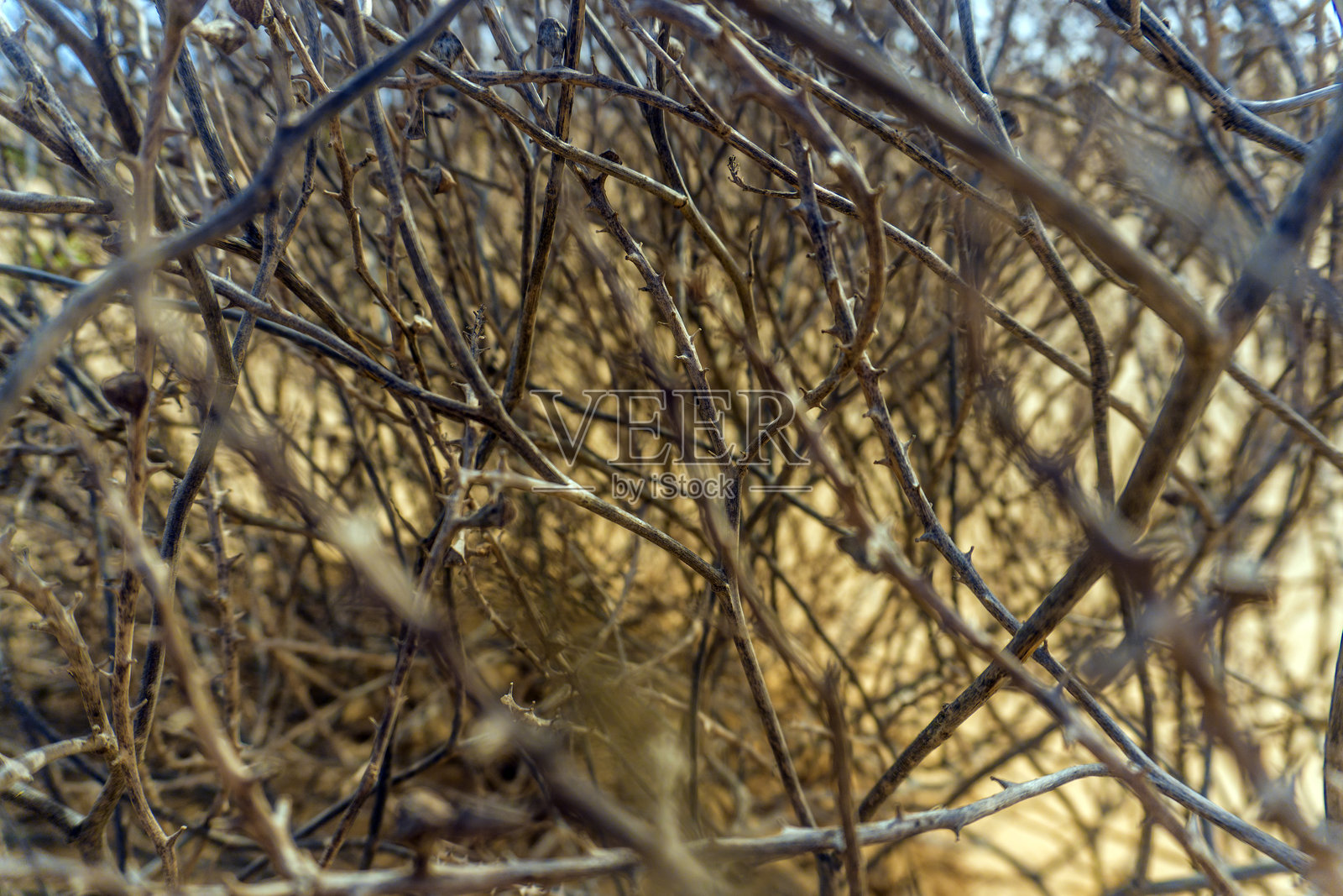 加那利群岛西班牙的一丛干枯多刺的灌木特写。错综复杂的枝条和刺形成了一个有纹理的图案，在明亮的天空下散发出金色的光泽。照片摄影图片