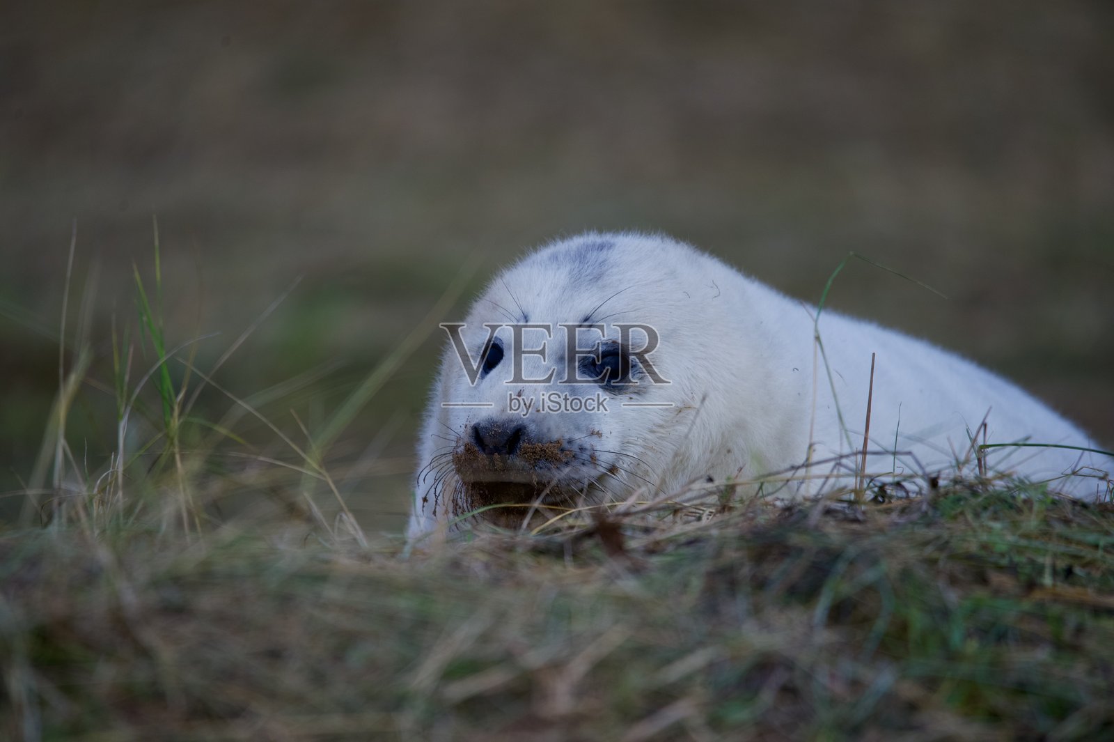 灰海豹幼崽的眼睛、鼻子和胡须清晰可见照片摄影图片