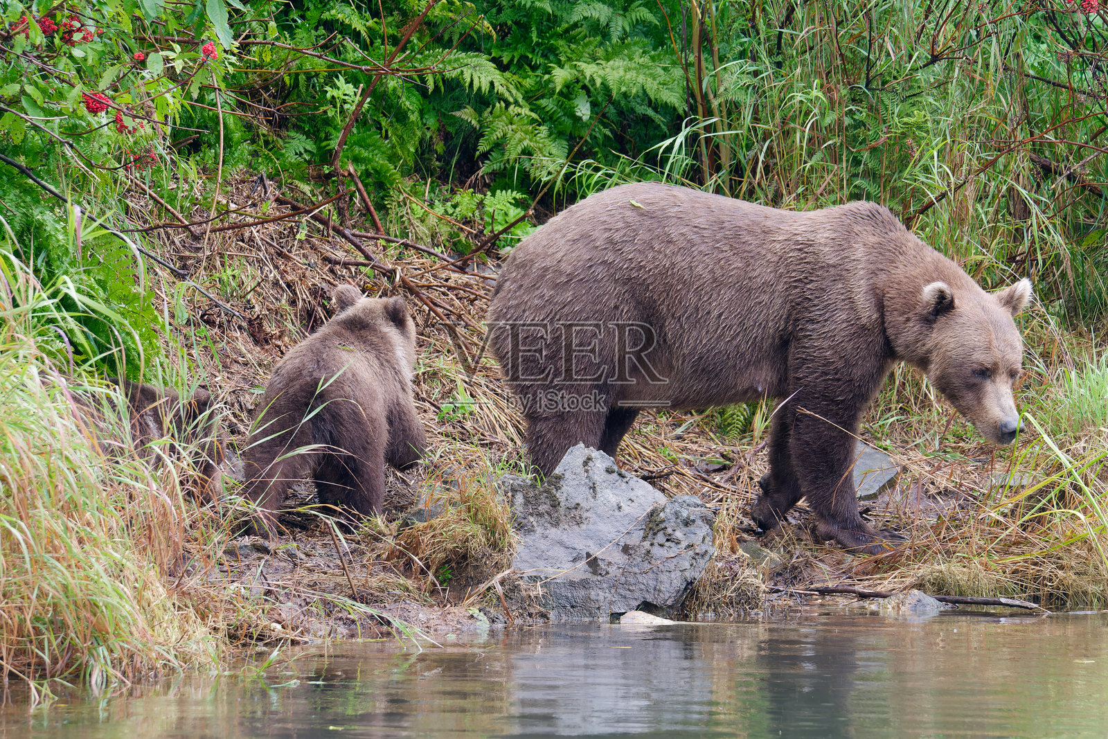 阿拉斯加棕熊母亲带着她的小熊在美国阿拉斯加的大河湖行走照片摄影图片