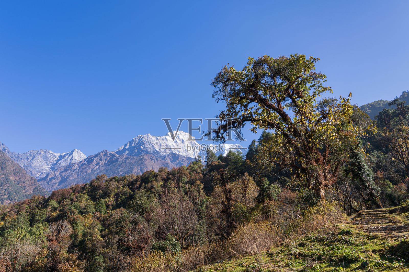 郁郁葱葱的森林美景，突出一棵大树和雪山高耸的高里山照片摄影图片