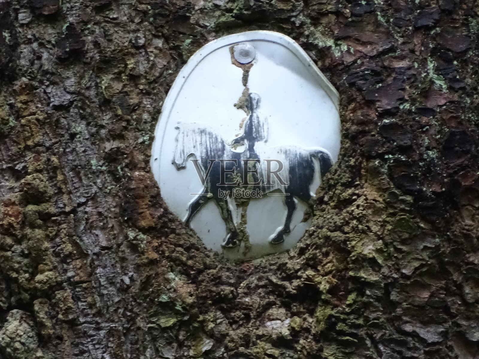 马的徽章生长成树皮照片摄影图片