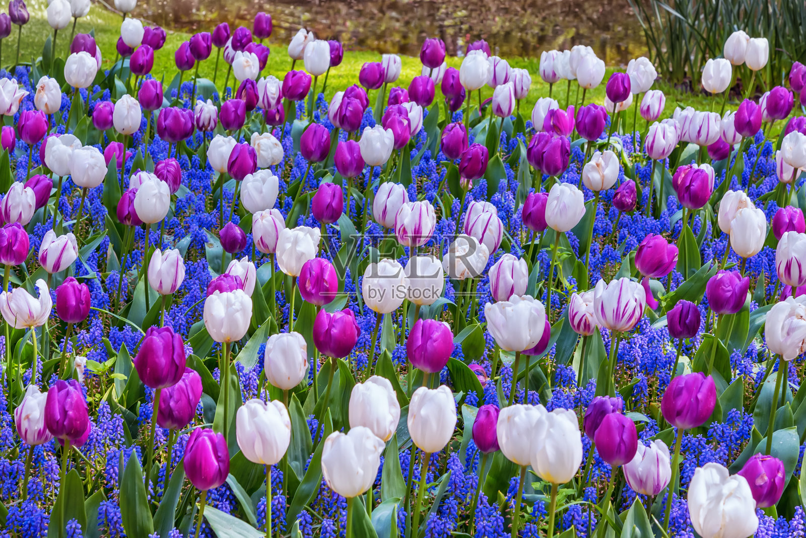 荷兰盛开的异国情调的紫丁香、粉色和白色花朵的田野照片摄影图片