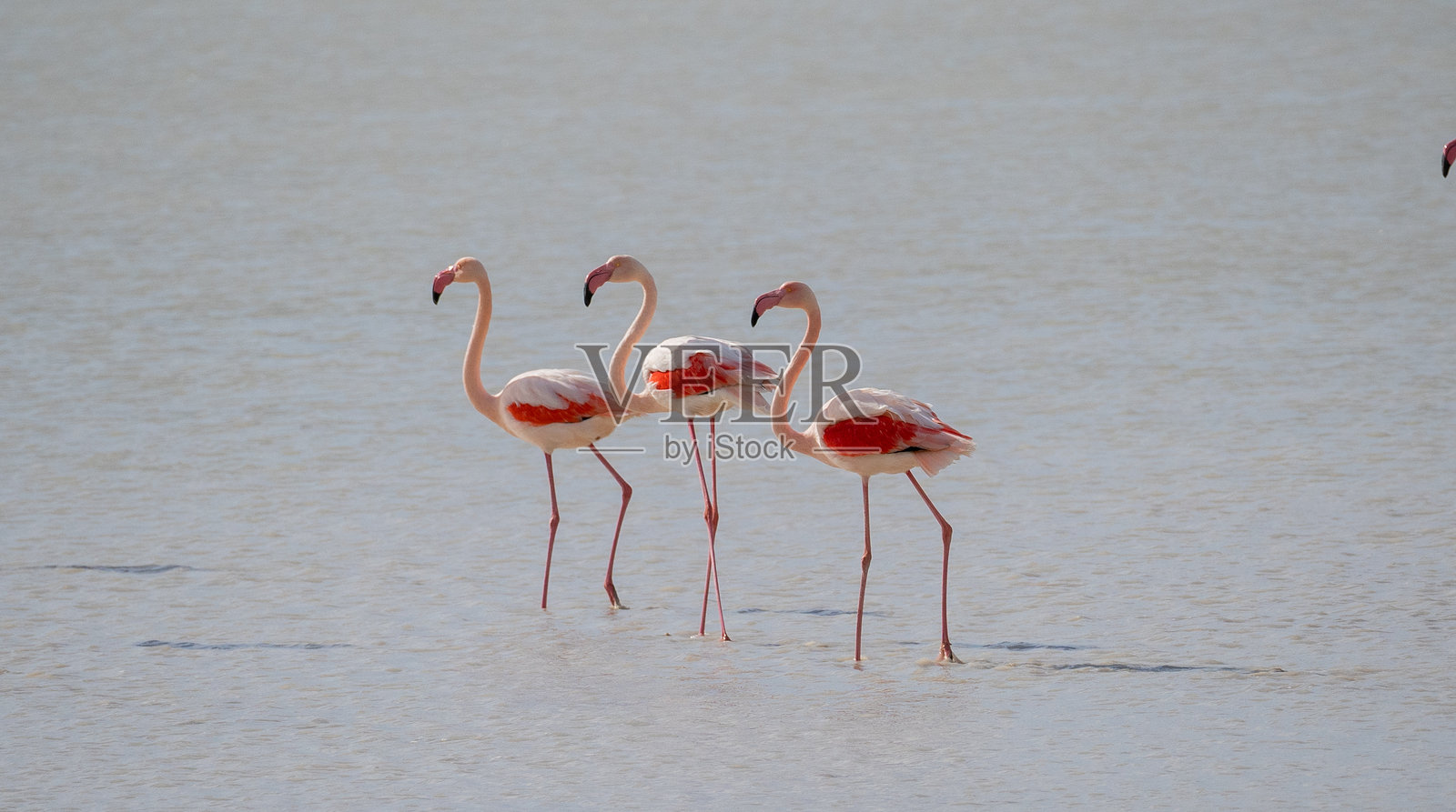 一群粉色火烈鸟在浅水中嬉戏照片摄影图片