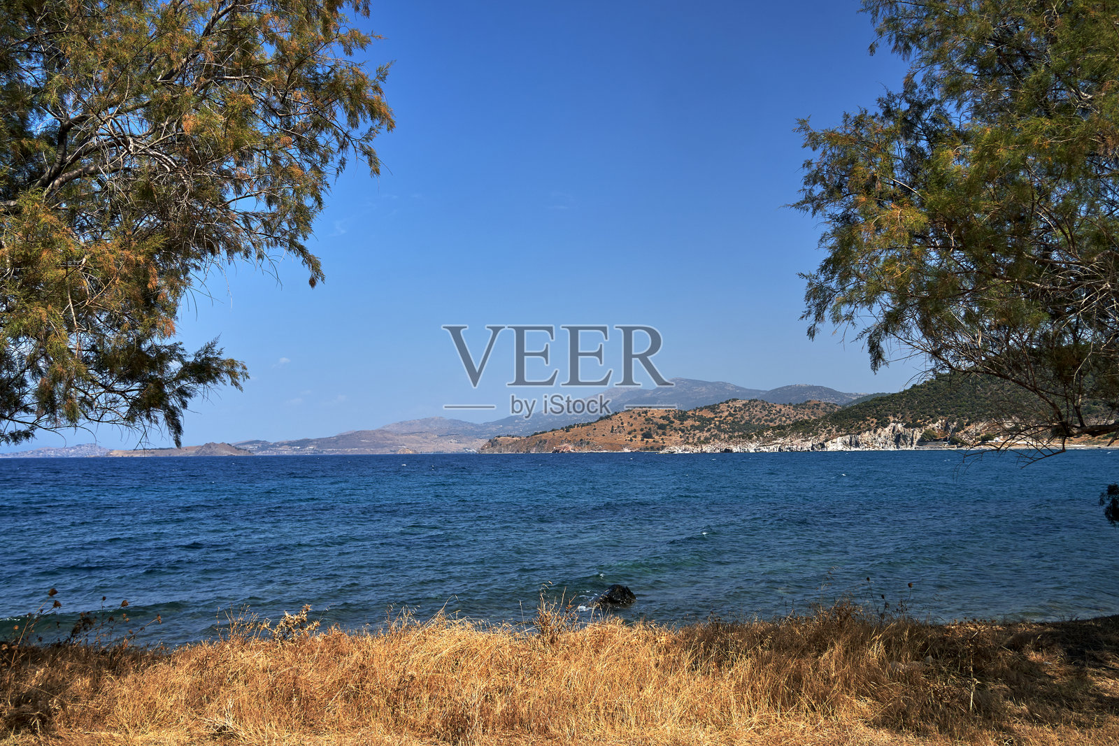 莱斯博斯岛海岸的盐碱树照片摄影图片