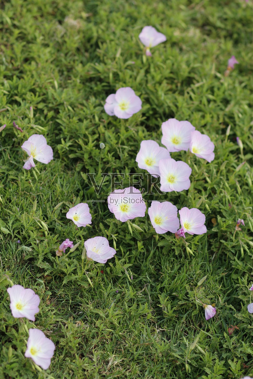 公园里美丽的花朵照片摄影图片