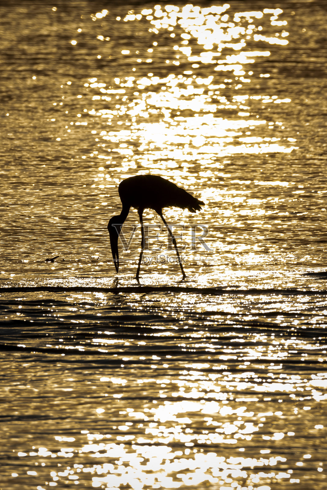 日落时分的开嘴鹳照片摄影图片