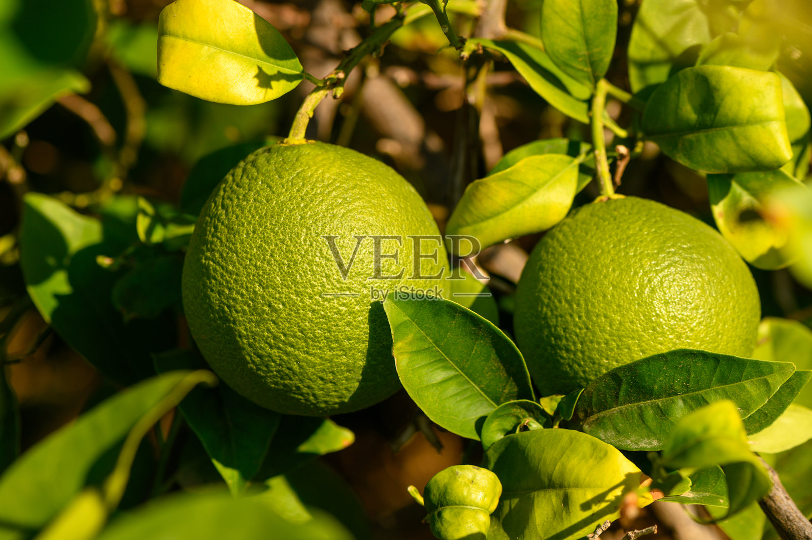 阳光明媚的果园里，鲜绿色的柑橘水果挂在生机勃勃的树上，正值丰收季节。照片摄影图片