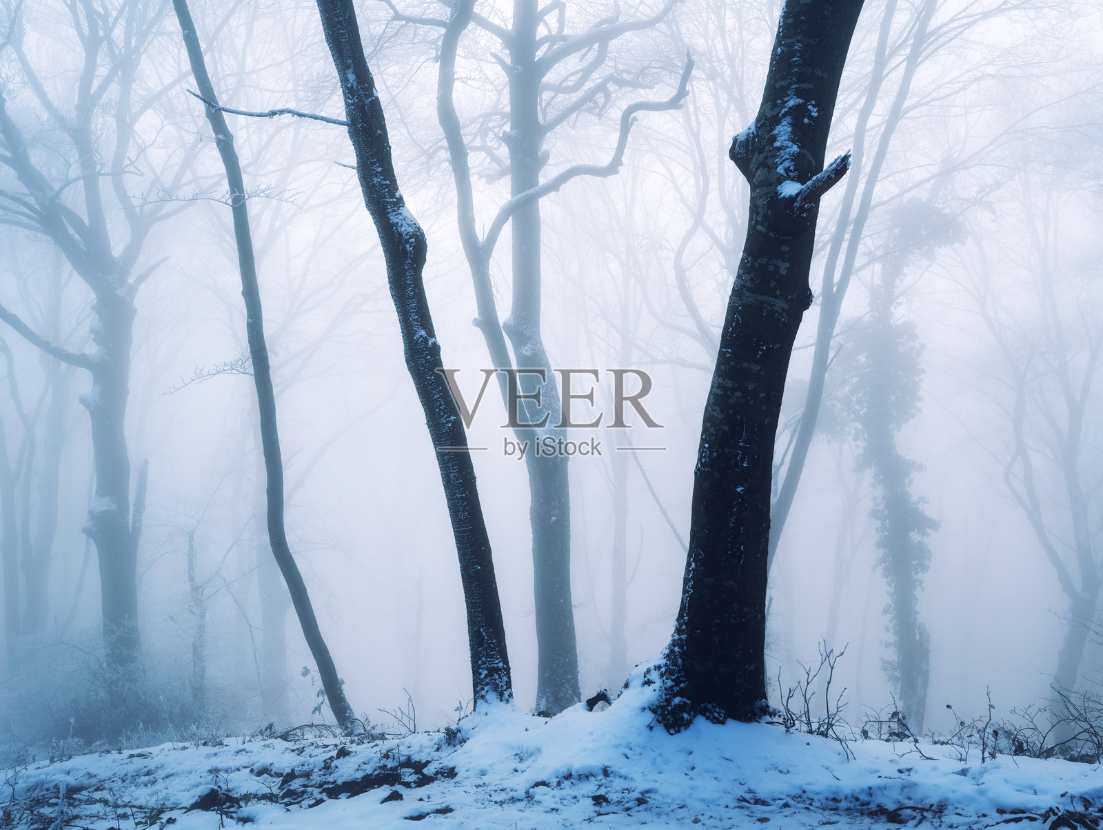 神秘的雪-covered森林在薄雾中，冬季黄昏时分美丽的景象照片摄影图片