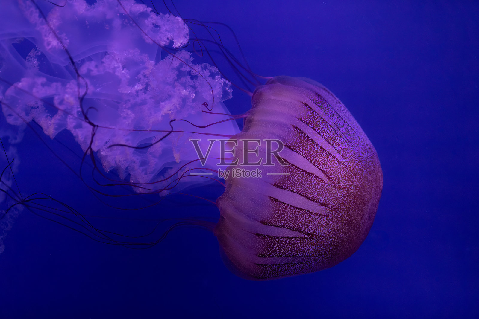 漂浮在海洋深处的半透明水母照片摄影图片