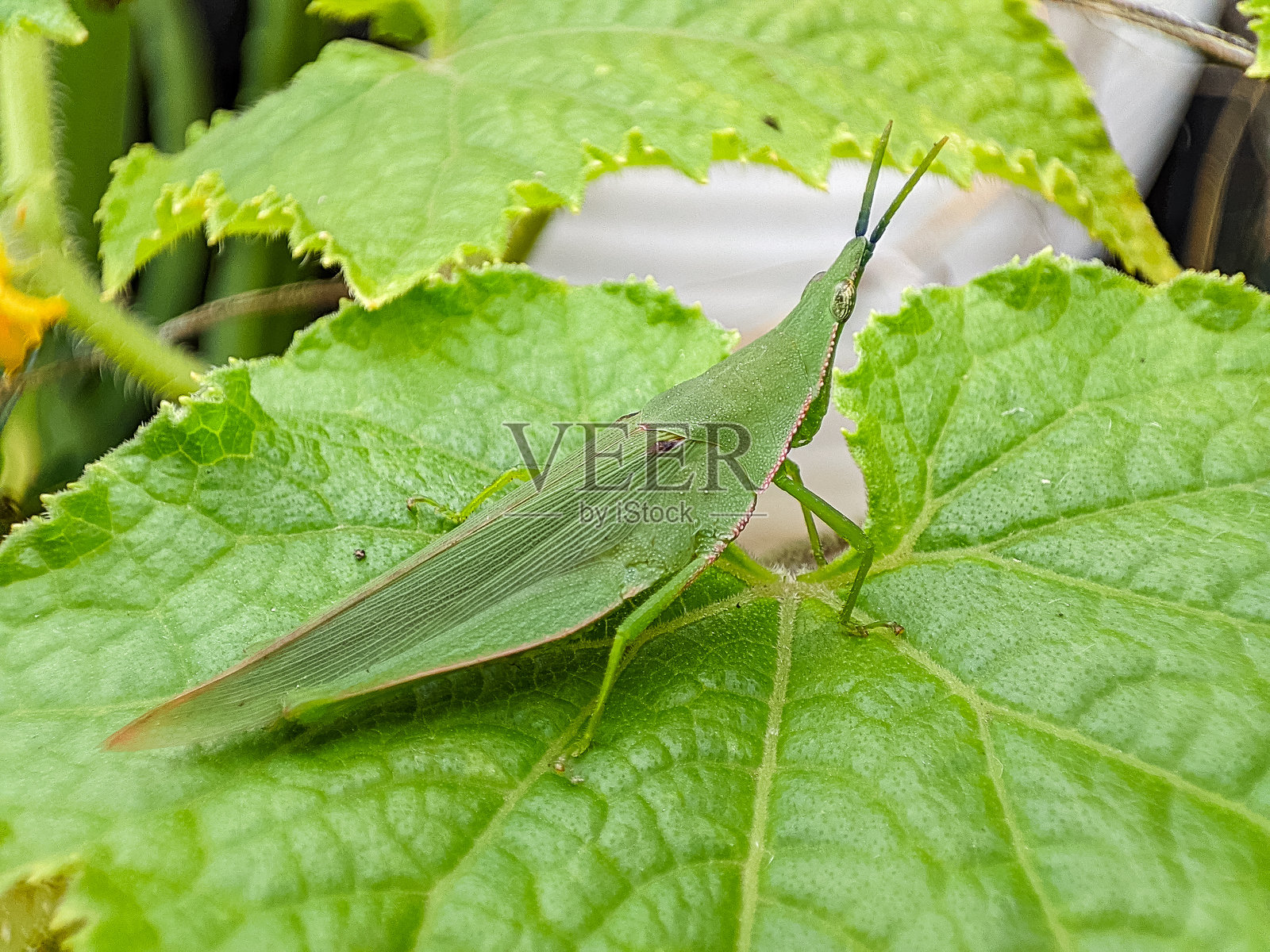 绿色的蚂蚱在叶子上寻找食物。照片摄影图片