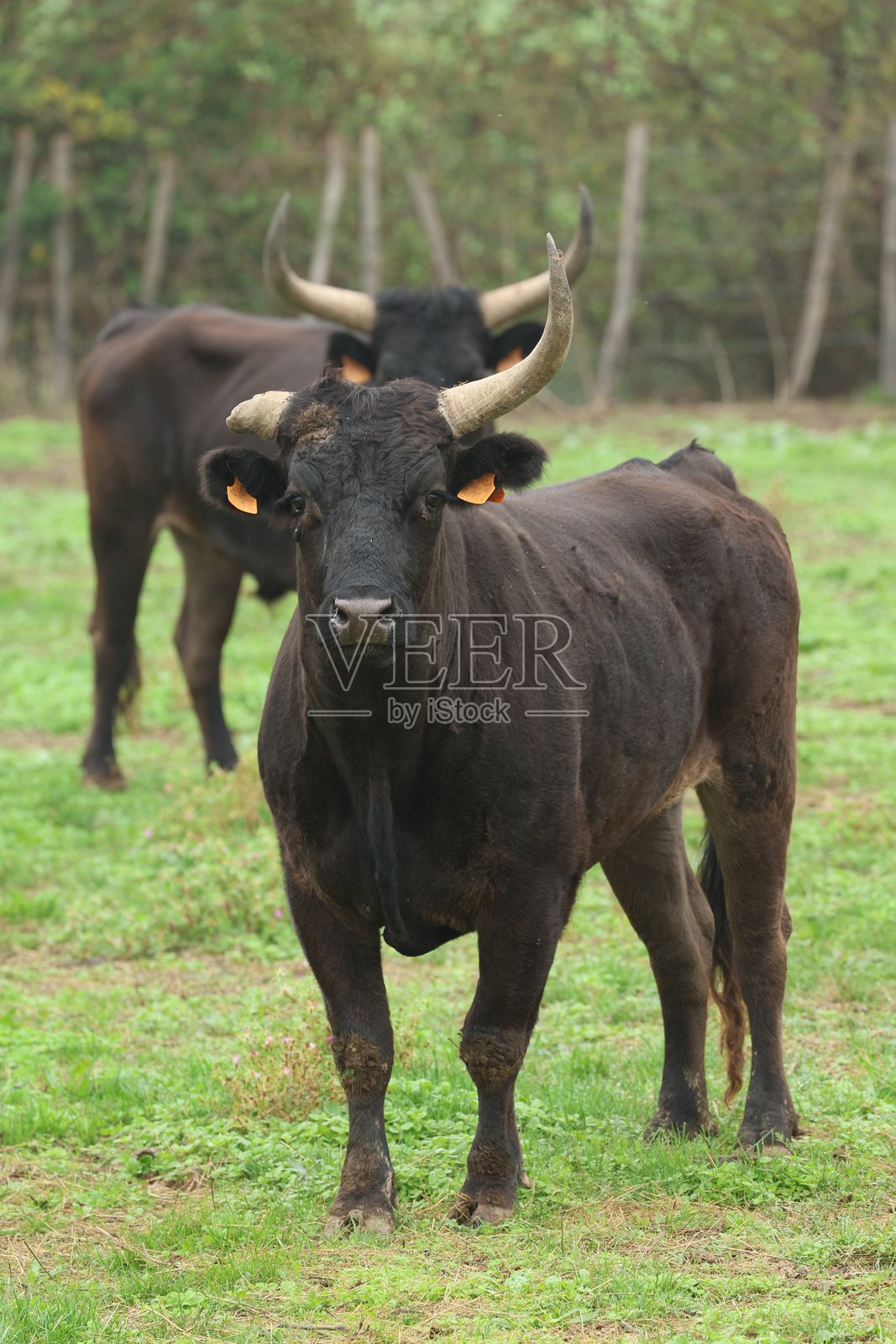 卡马尔格公牛照片摄影图片
