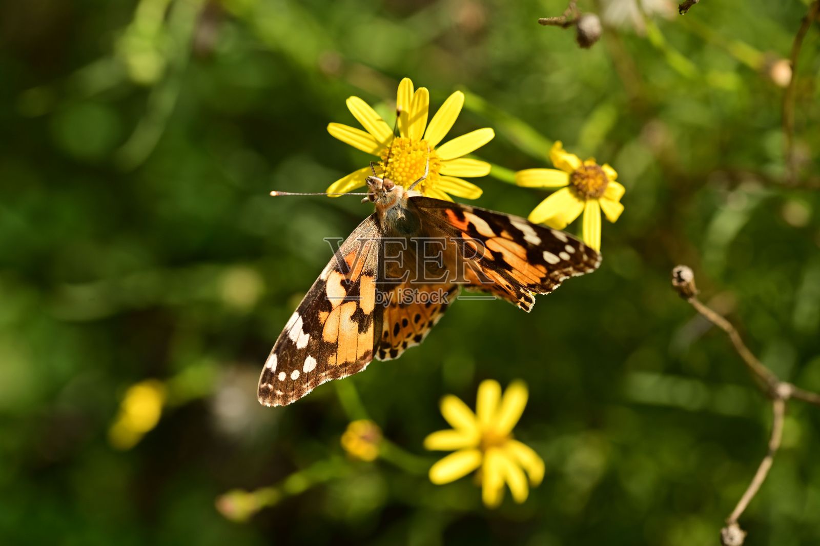 黄色花朵上的蝴蝶照片摄影图片