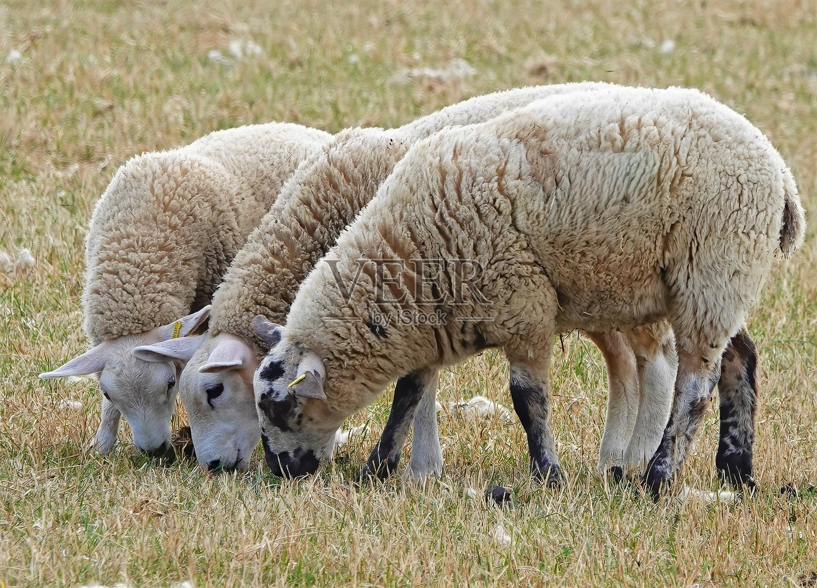 羊照片摄影图片