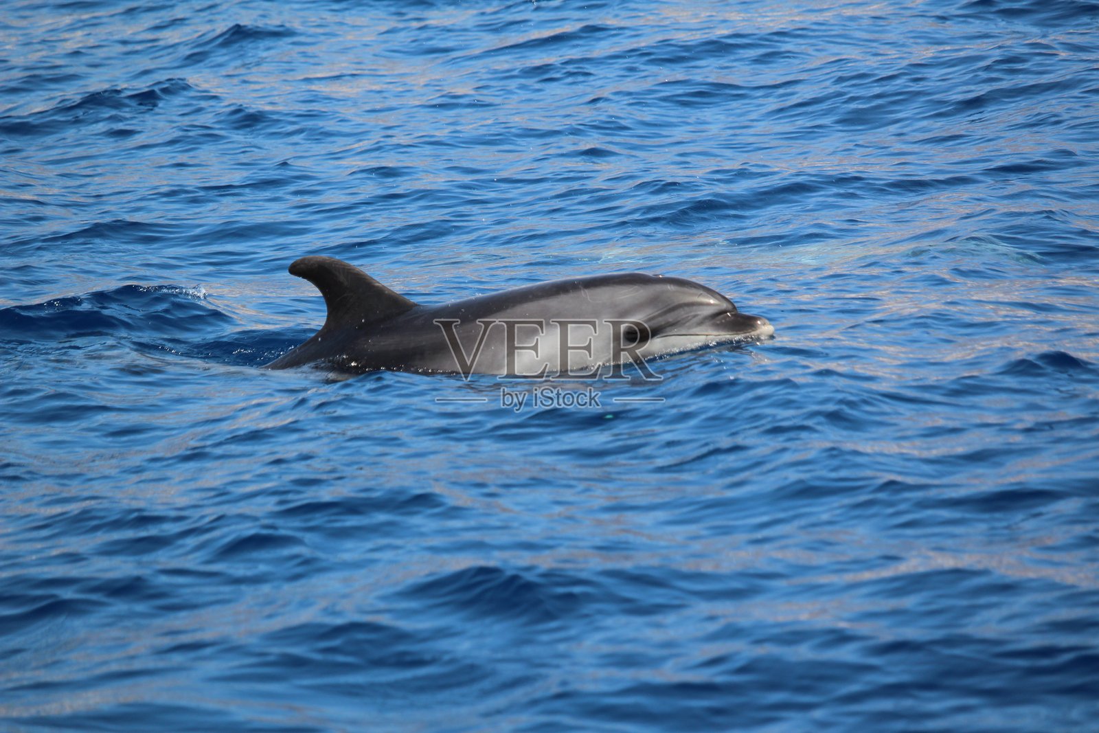 大西洋中的海豚照片摄影图片