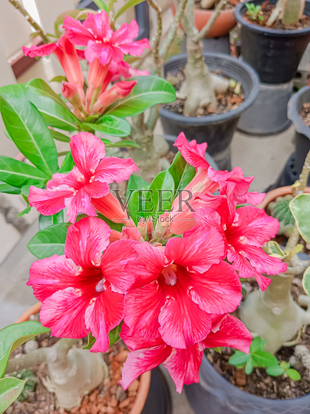 泰国的沙漠玫瑰（阿登尼姆花，羚羊百合，假杜鹃）照片摄影图片