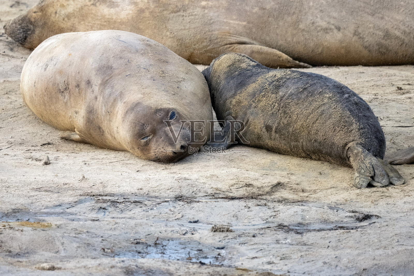 海象照片摄影图片