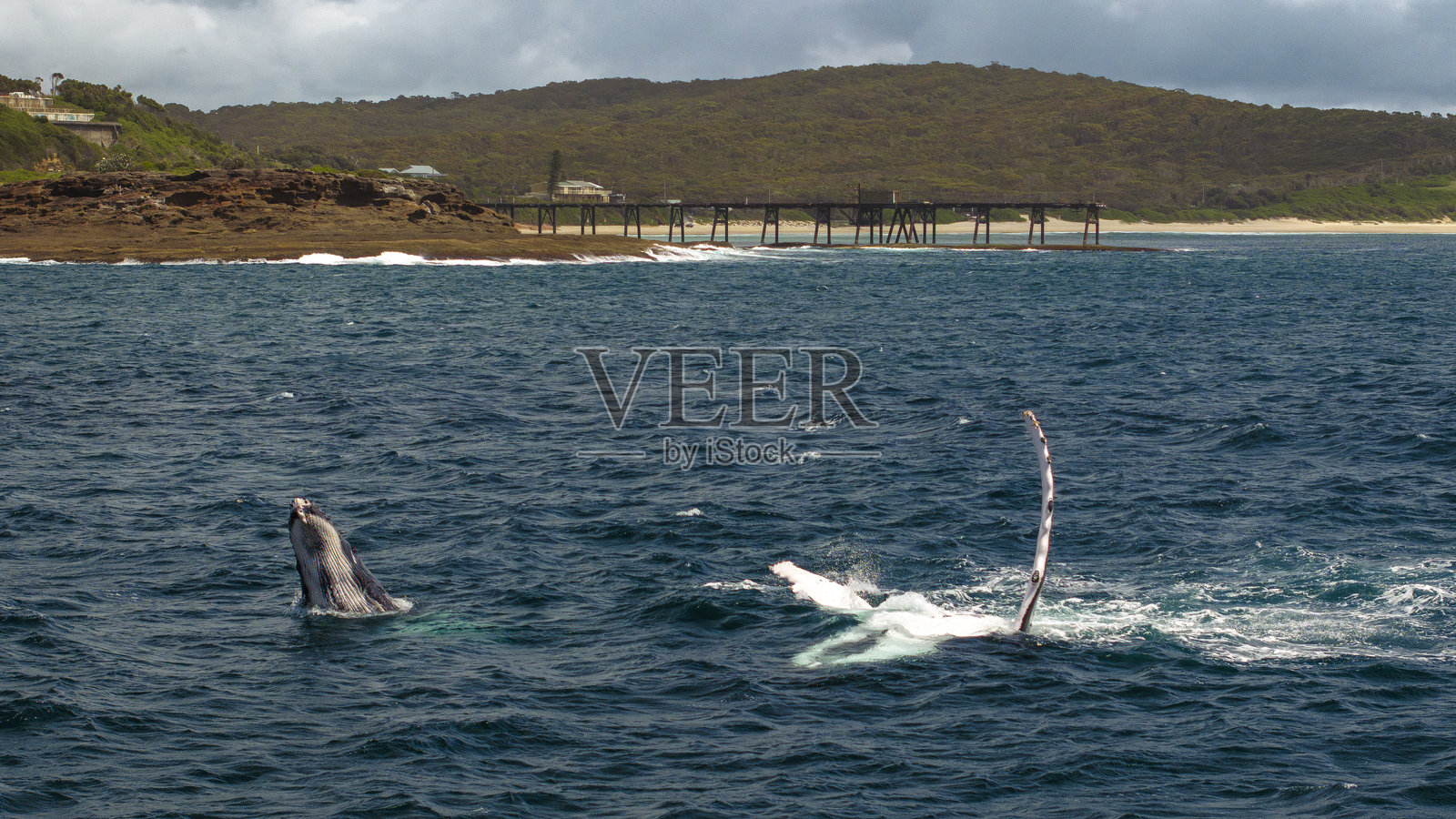 座头鲸母亲与幼鲸嬉戏照片摄影图片