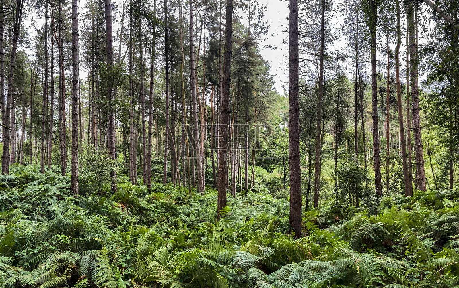 森林景观照片摄影图片
