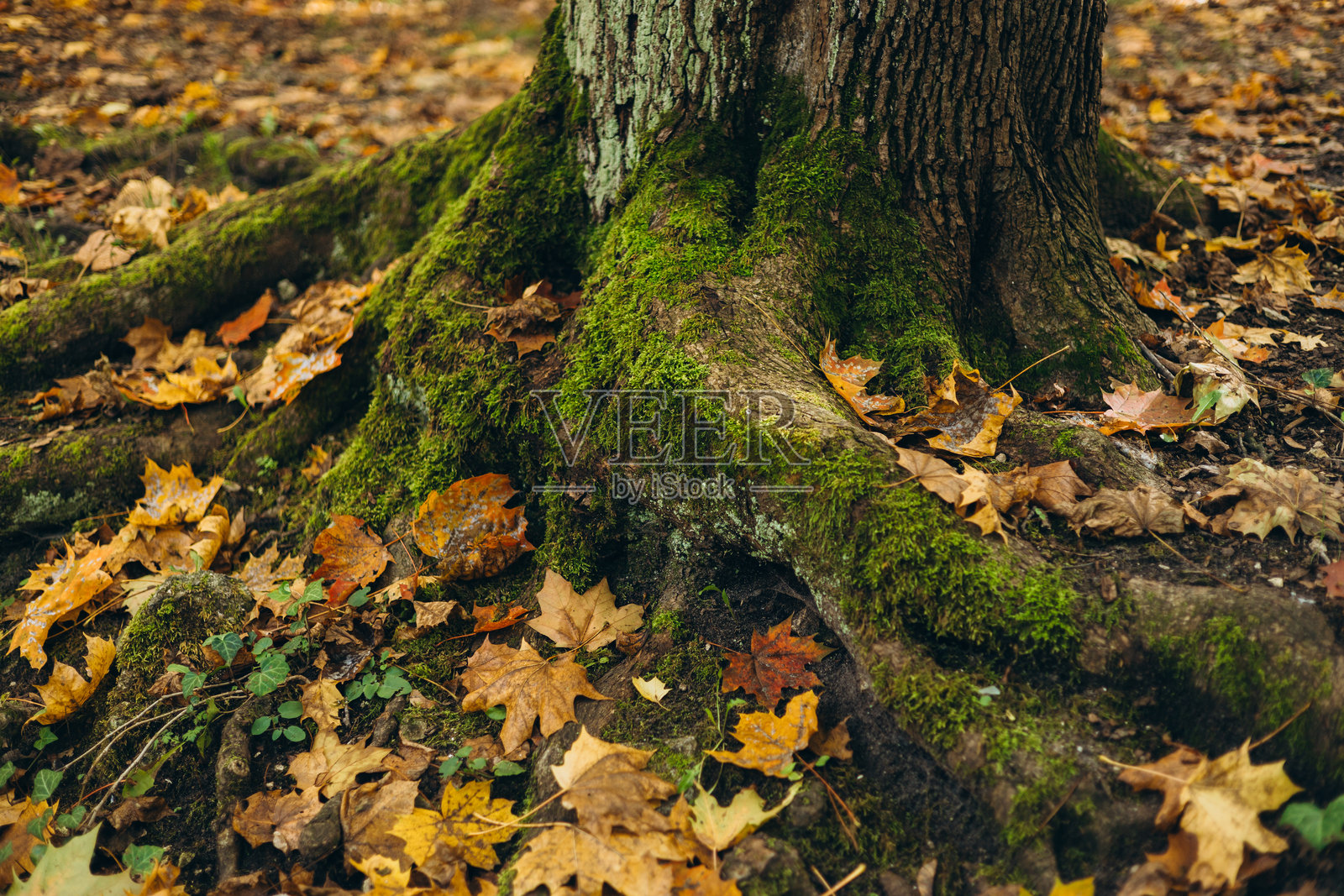 秋天的森林中，树干根部长满绿色苔藓。自然横幅。绿色而神秘的林地。照片摄影图片