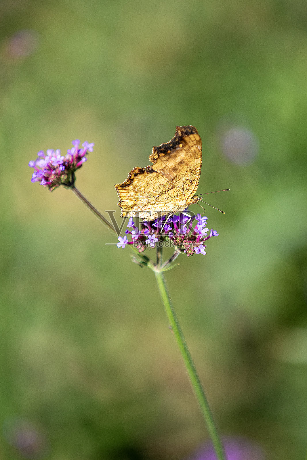 昆虫照片摄影图片