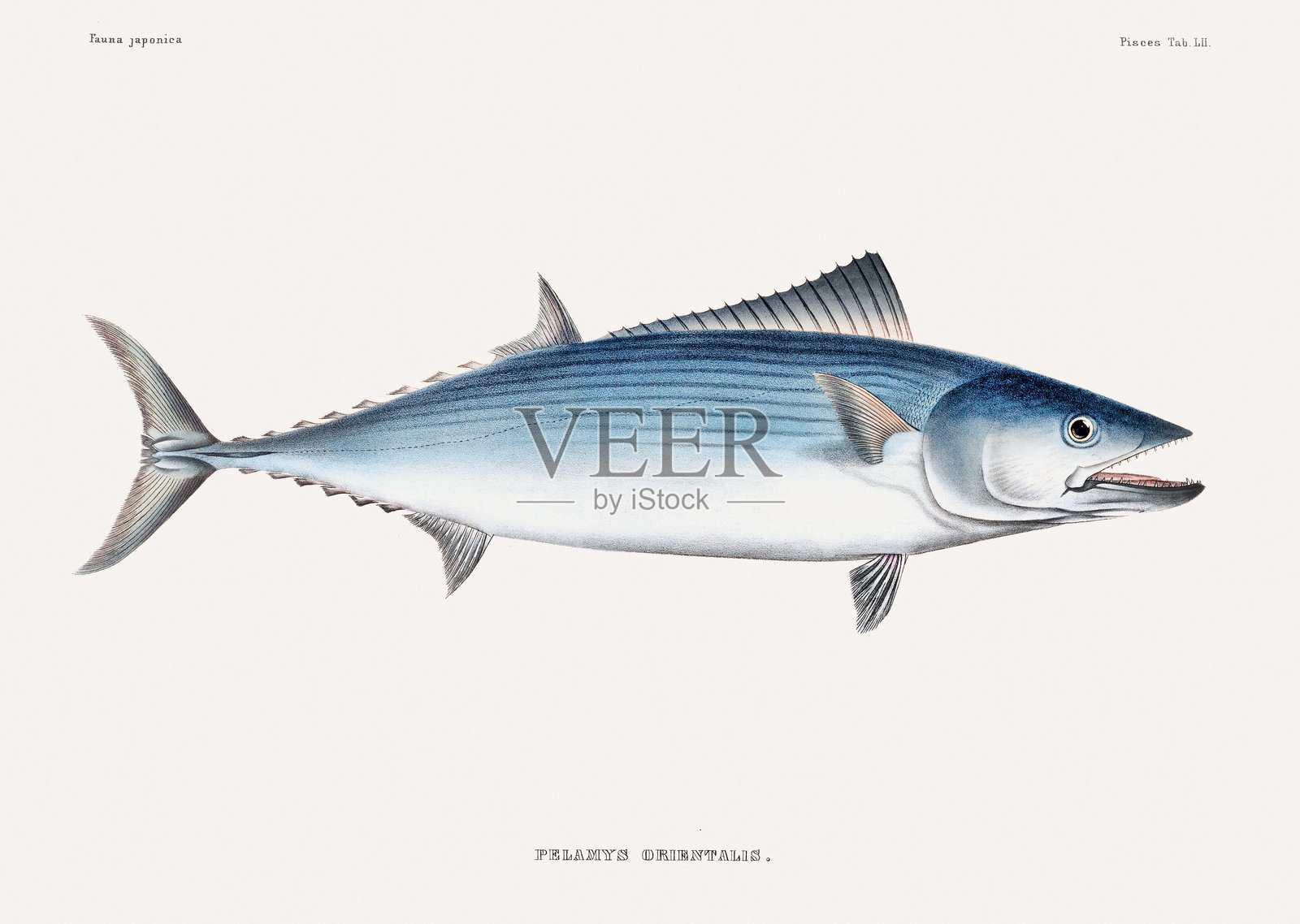 复古鱼类插图。来自一本关于日本动物的古籍的插图。插画图片素材