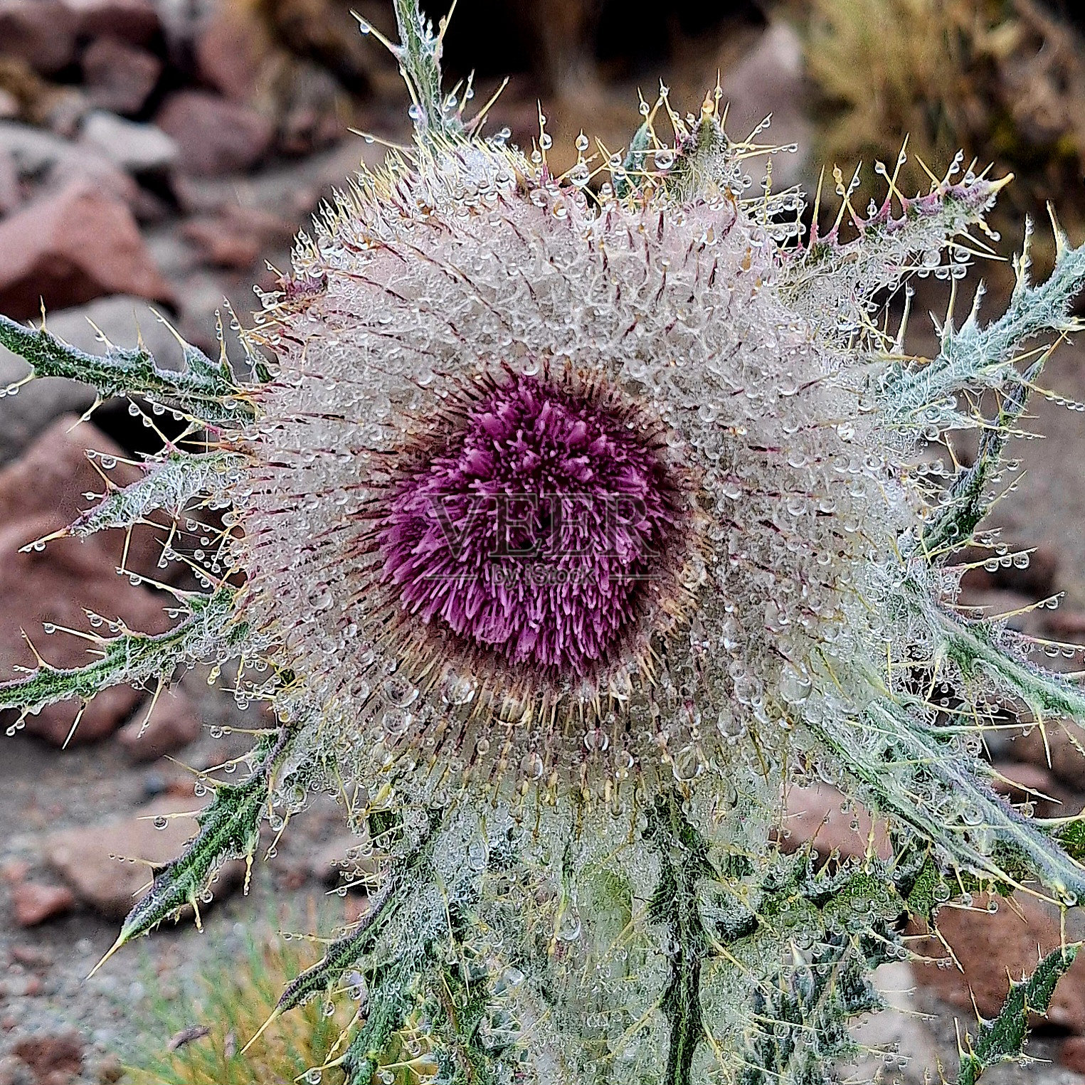 花照片摄影图片