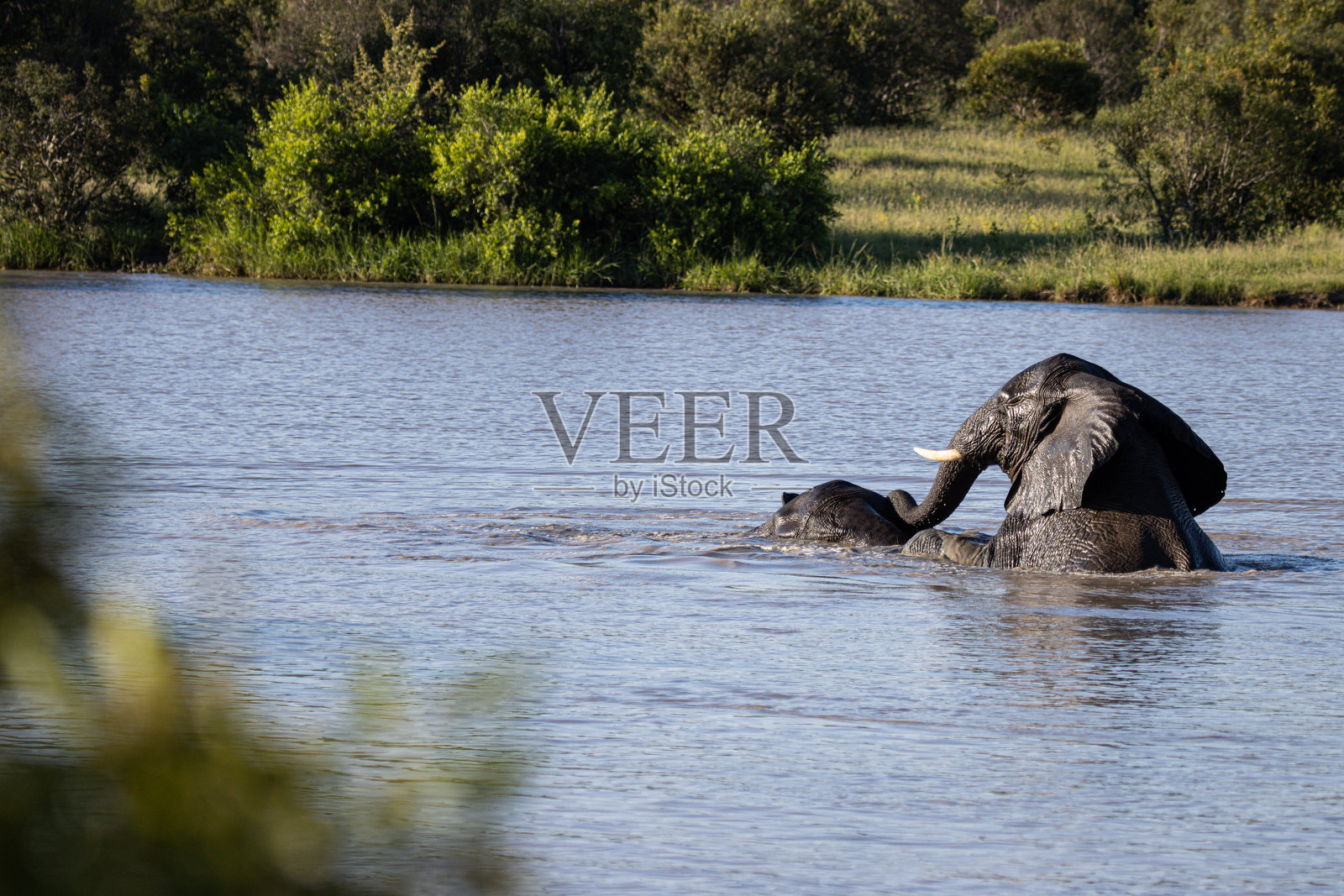 游泳的大象照片摄影图片