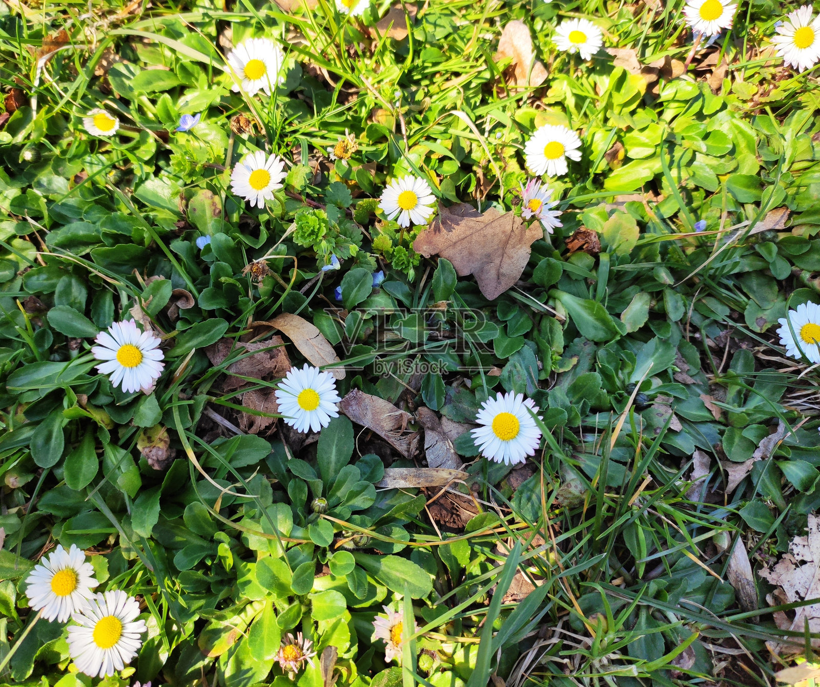 树木、花卉、灌木和灌木丛。自然的色彩照片摄影图片