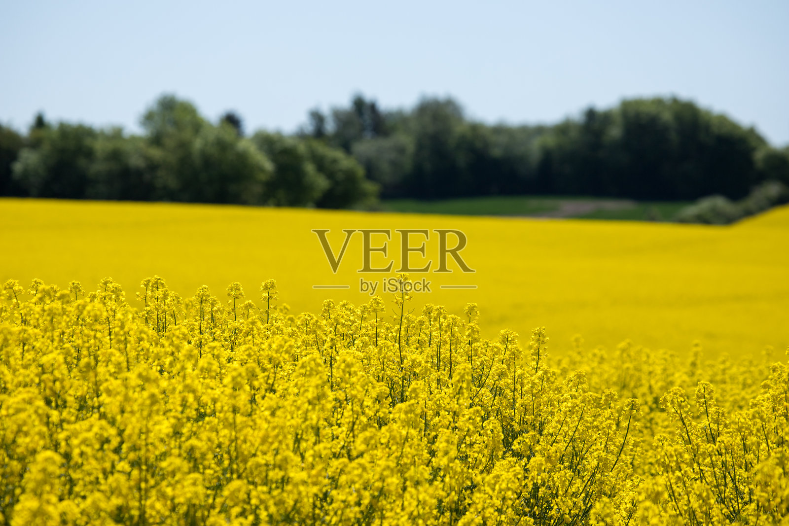 斯堪的纳维亚前景中的黄色油菜花田，背景是绿色森林和蓝天。照片摄影图片