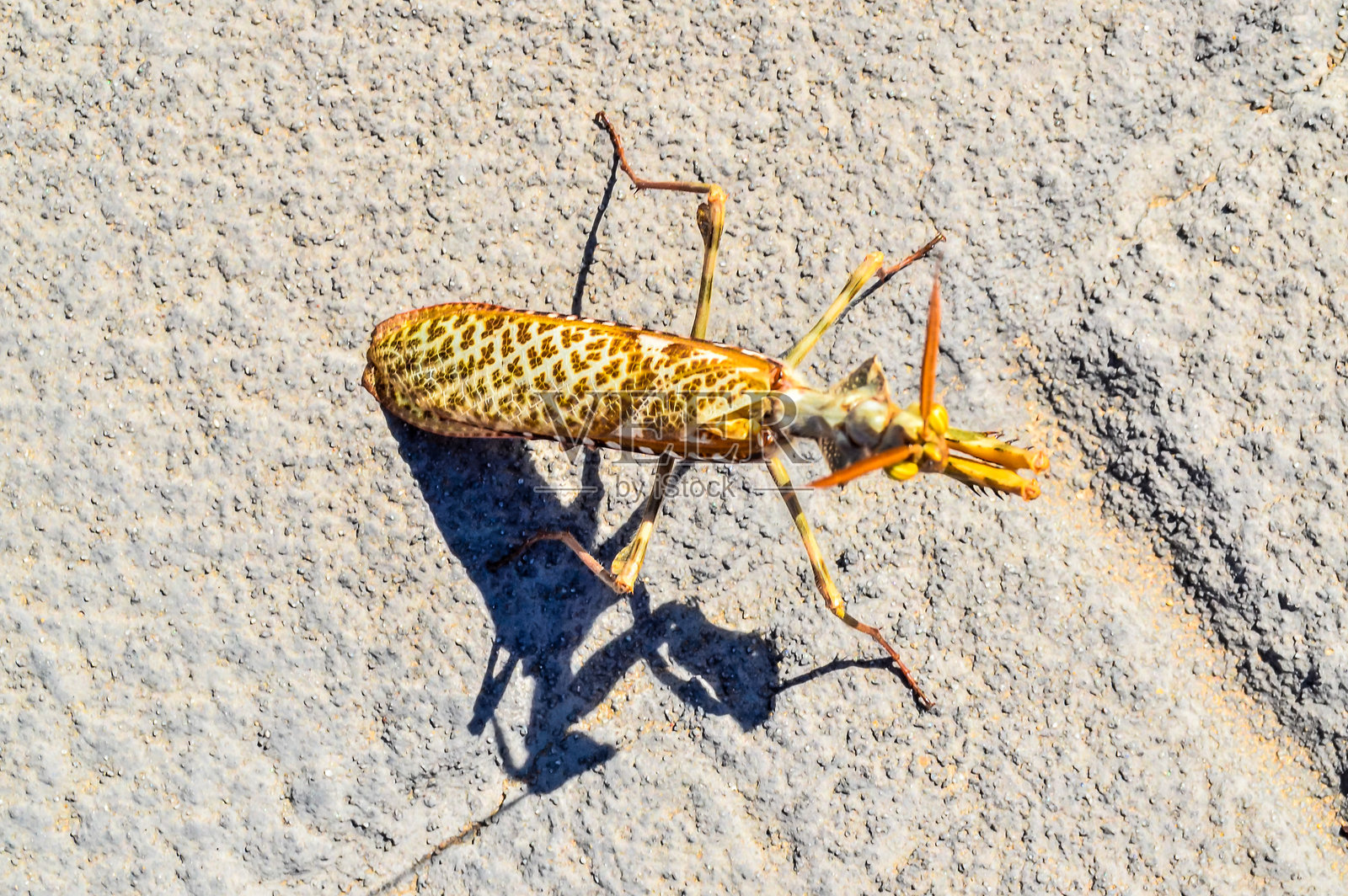 一只虫子躺在地上，四肢张开。照片摄影图片