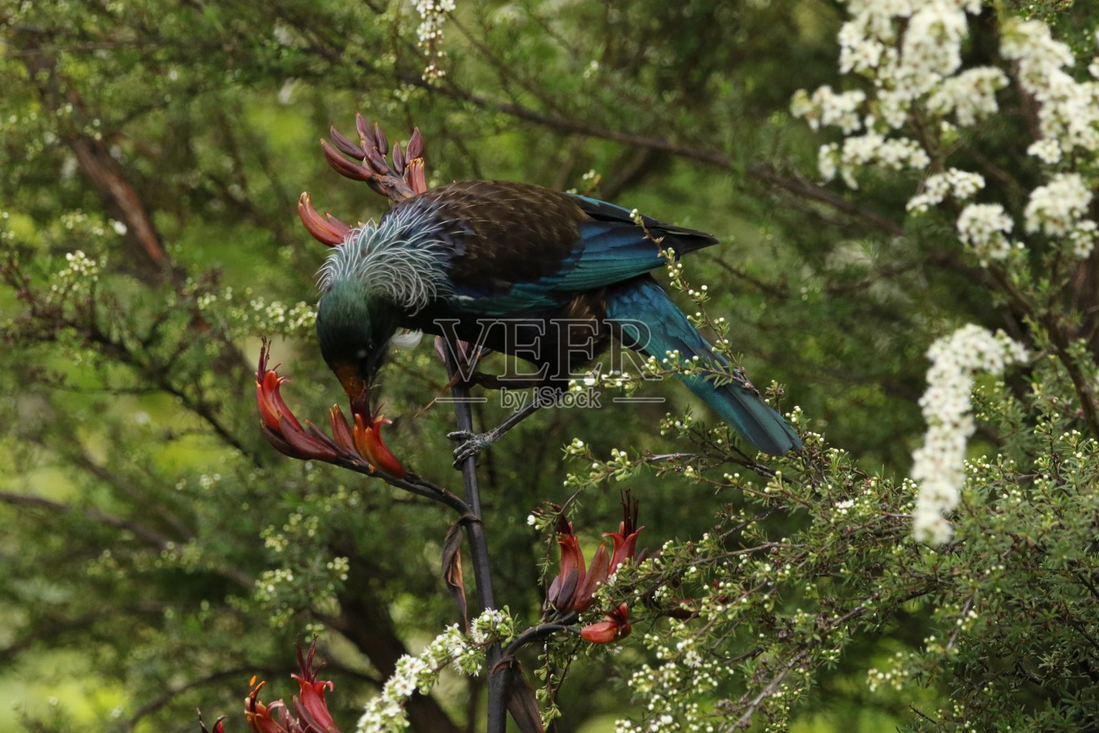 新西兰图伊鸟在红色的羊角豆花上觅食照片摄影图片