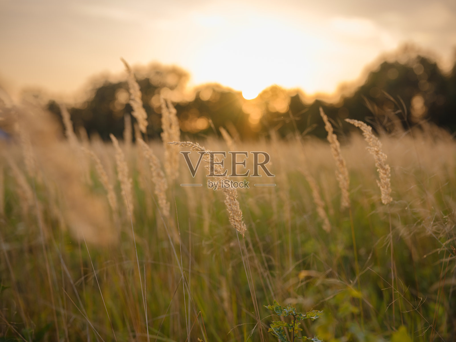 欧洲乡村的金色麦穗照片摄影图片