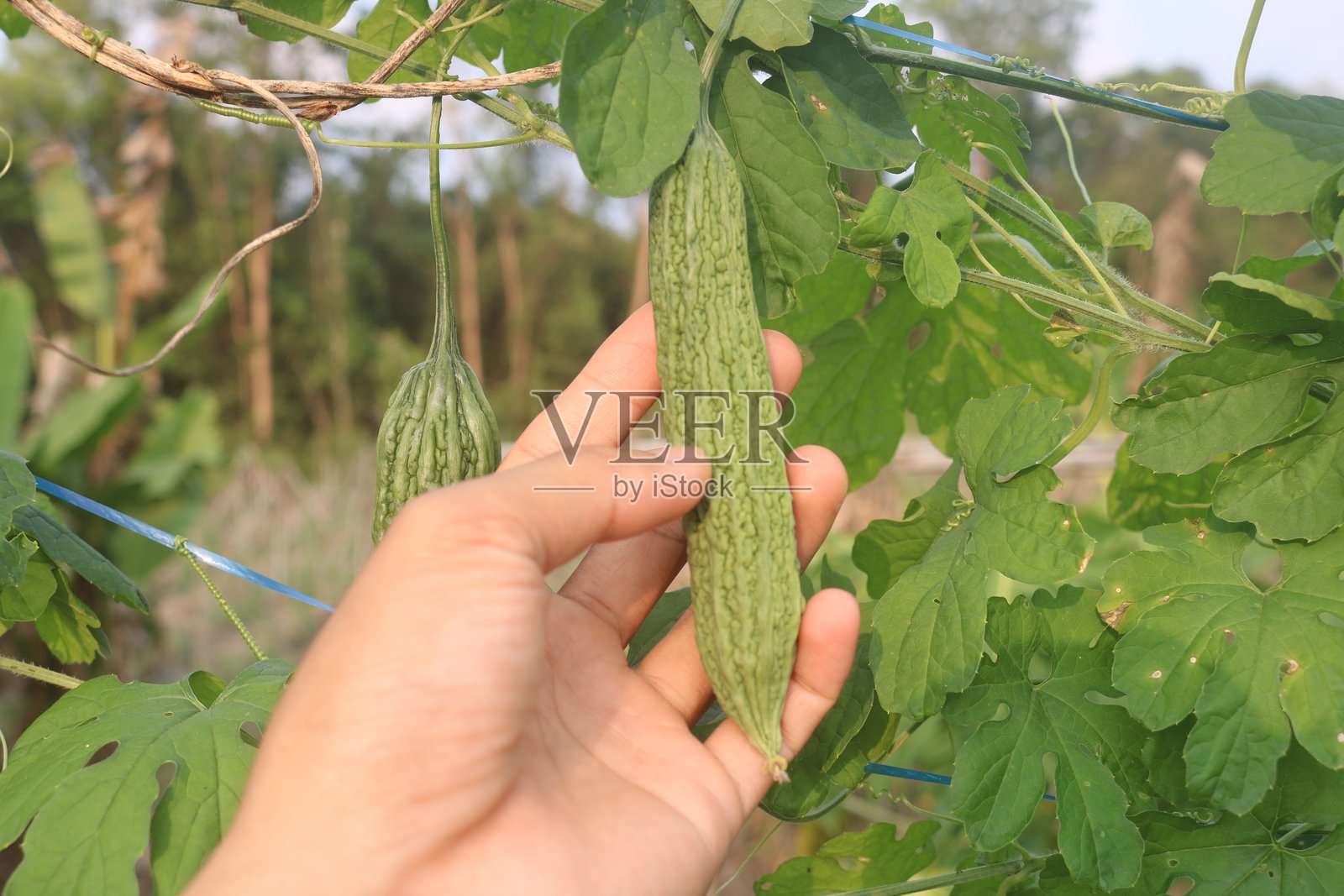 苦瓜或巴勒照片摄影图片