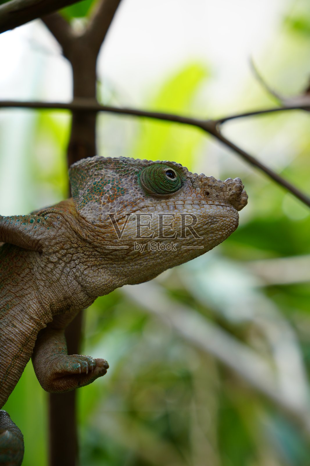 马达加斯加色彩斑斓的变色龙特写镜头照片摄影图片