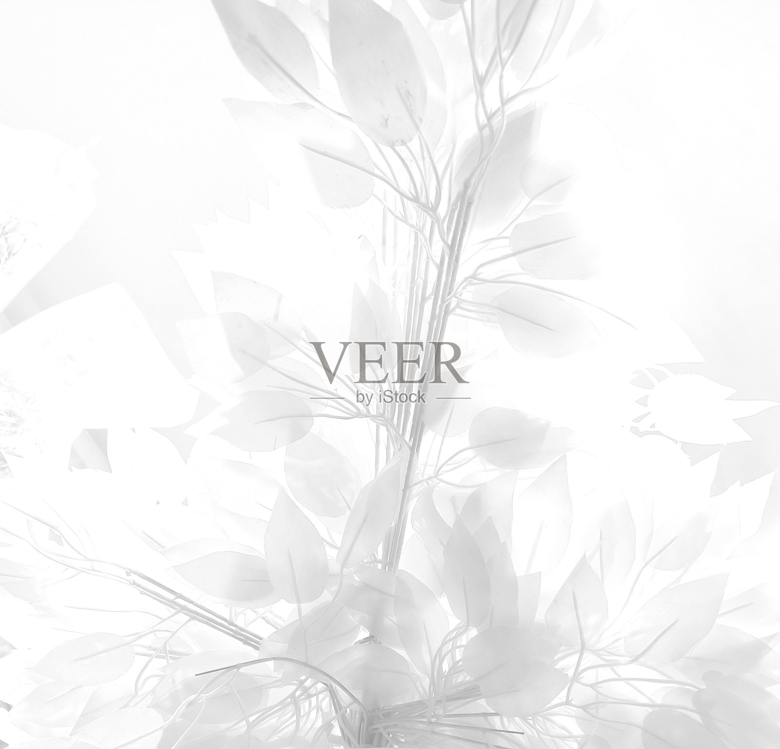 室内花卉背景。照片摄影图片