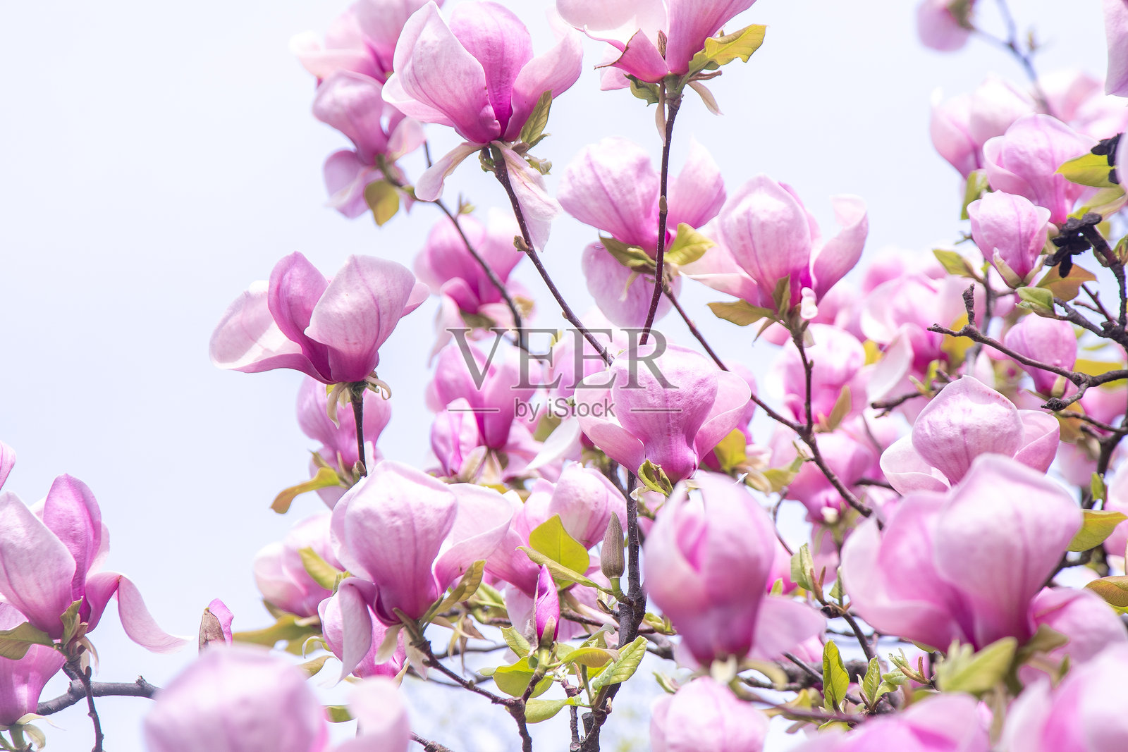 粉色的玉兰花。花蕾在花园中的树枝上。照片摄影图片