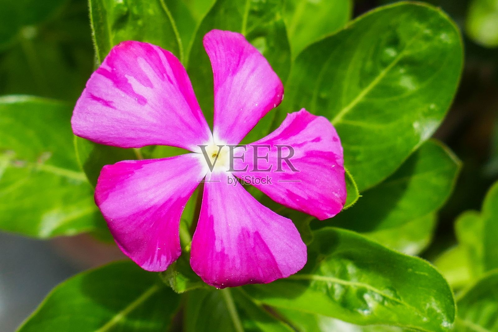 危地马拉安提瓜的一朵花照片摄影图片