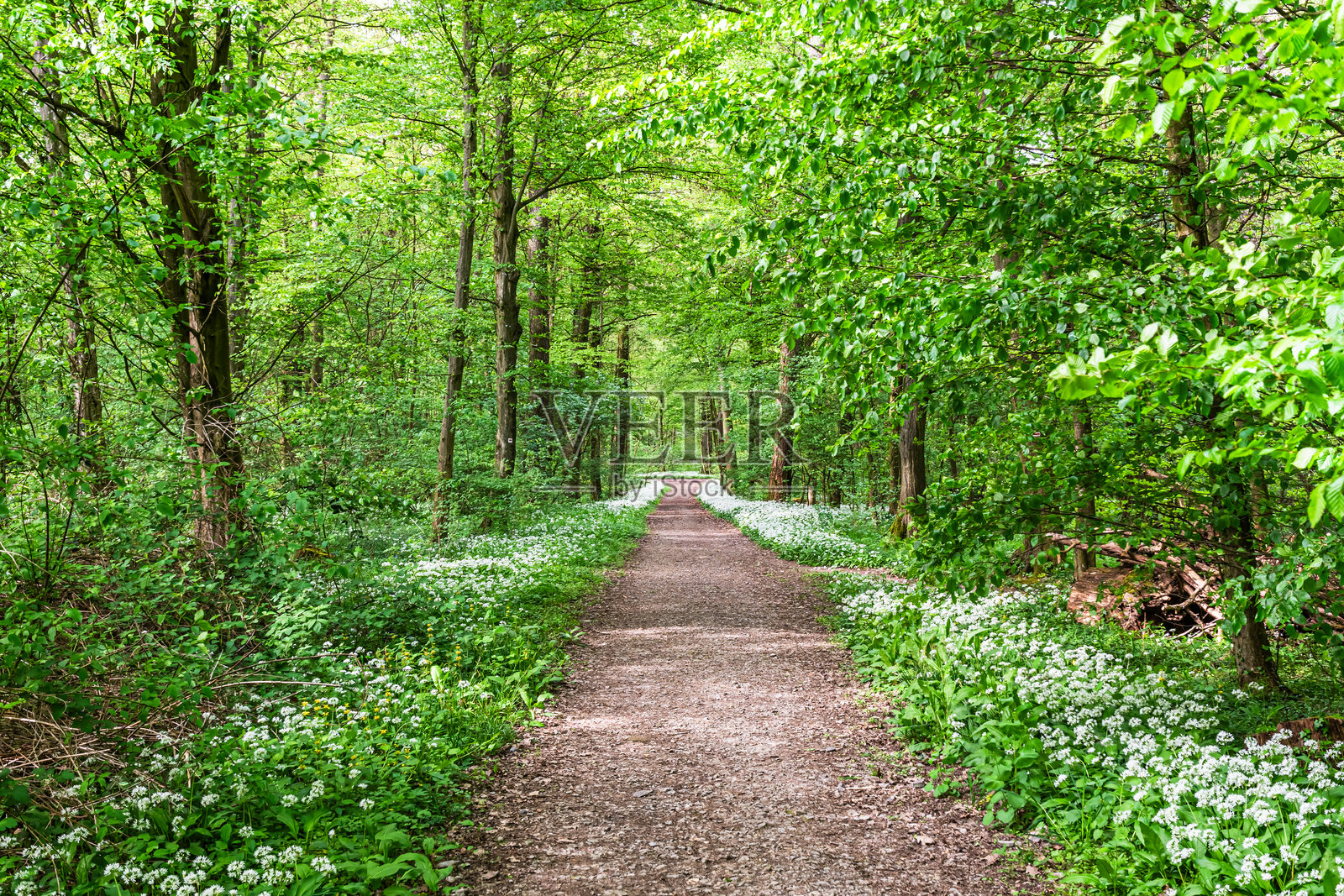 森林中的白色香味野蒜花照片摄影图片