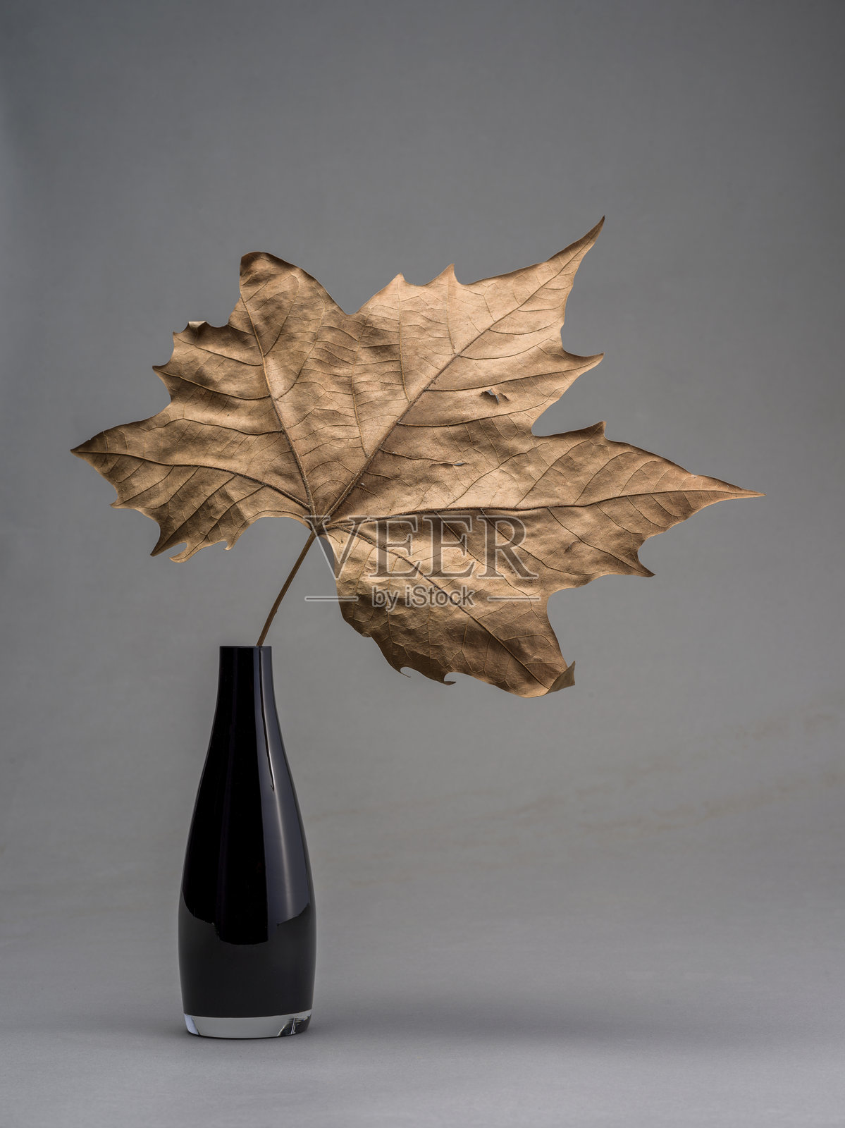 黑色花瓶与干枯叶子的静物画照片摄影图片