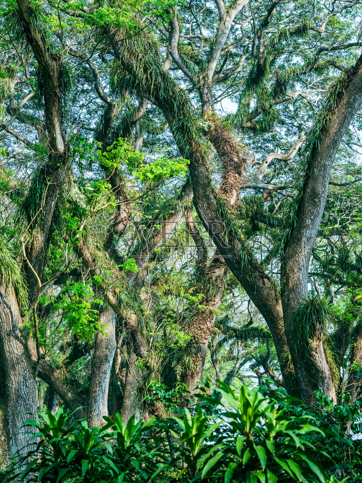 热带雨林中的大树照片摄影图片